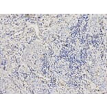 Immunohistochemistry - CTBP1 Antibody from Signalway Antibody (32397) - Antibodies.com