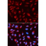 Immunofluorescence - CTBP1 Antibody from Signalway Antibody (32397) - Antibodies.com