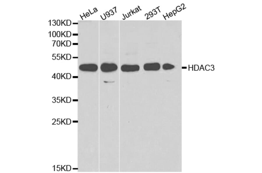Western blot - HDAC3 Antibody from Signalway Antibody (32620) - Antibodies.com