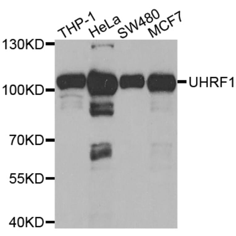 Western blot - UHRF1 Antibody from Signalway Antibody (32666) - Antibodies.com