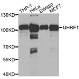 Western blot - UHRF1 Antibody from Signalway Antibody (32666) - Antibodies.com