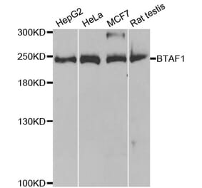 Western blot - BTAF1 Antibody from Signalway Antibody (33059) - Antibodies.com
