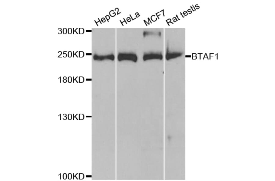 Western blot - BTAF1 Antibody from Signalway Antibody (33059) - Antibodies.com