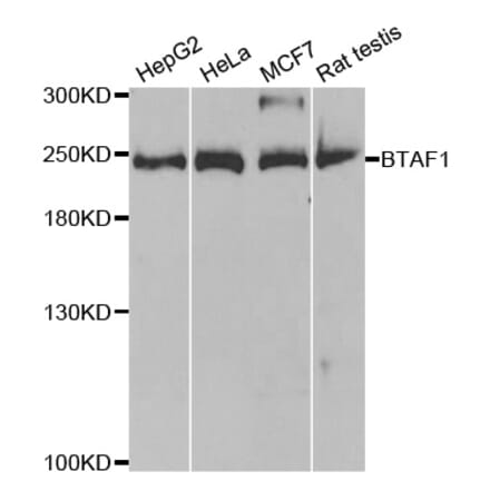 Western blot - BTAF1 Antibody from Signalway Antibody (33059) - Antibodies.com