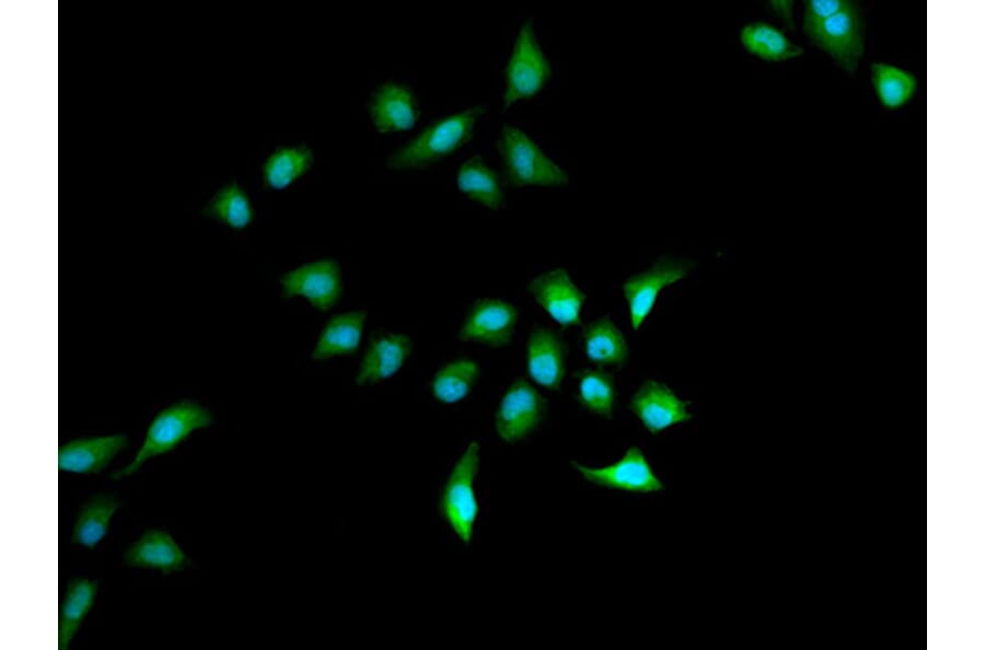 Immunofluorescence - HELLS Antibody from Signalway Antibody (33073) - Antibodies.com