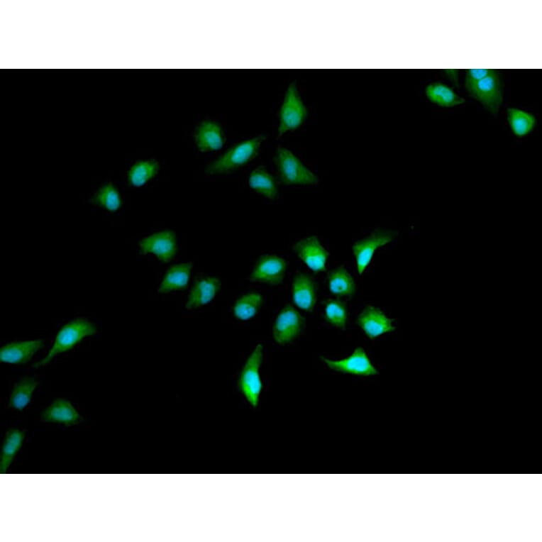 Immunofluorescence - HELLS Antibody from Signalway Antibody (33073) - Antibodies.com