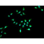 Immunofluorescence - HELLS Antibody from Signalway Antibody (33073) - Antibodies.com