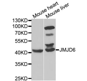 Western blot - JMJD6 Antibody from Signalway Antibody (33079) - Antibodies.com