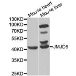 Western blot - JMJD6 Antibody from Signalway Antibody (33079) - Antibodies.com