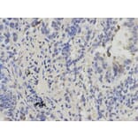 Immunohistochemistry - CBX5 Antibody from Signalway Antibody (32158) - Antibodies.com