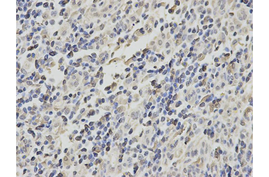 Immunohistochemistry - CBX5 Antibody from Signalway Antibody (32158) - Antibodies.com