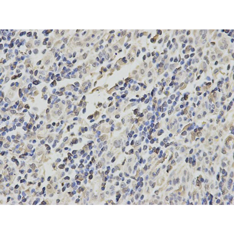 Immunohistochemistry - CBX5 Antibody from Signalway Antibody (32158) - Antibodies.com
