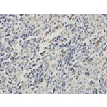 Immunohistochemistry - CBX5 Antibody from Signalway Antibody (32158) - Antibodies.com