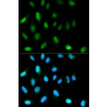 Immunofluorescence - CBX5 Antibody from Signalway Antibody (32158) - Antibodies.com