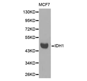 Western blot - IDH1 Antibody from Signalway Antibody (32637) - Antibodies.com
