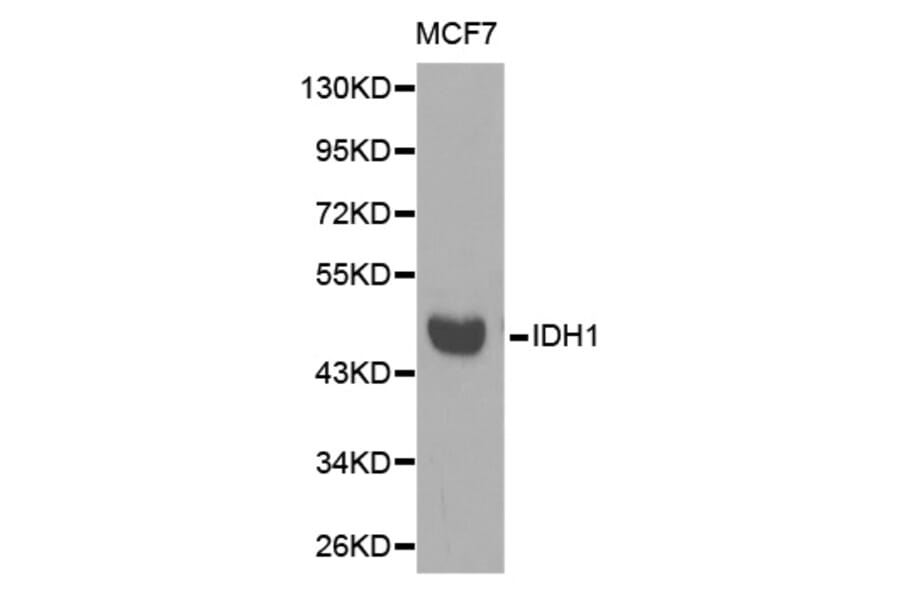 Western blot - IDH1 Antibody from Signalway Antibody (32637) - Antibodies.com