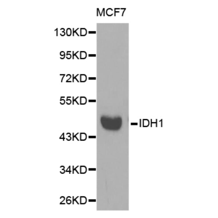 Western blot - IDH1 Antibody from Signalway Antibody (32637) - Antibodies.com