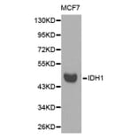 Western blot - IDH1 Antibody from Signalway Antibody (32637) - Antibodies.com