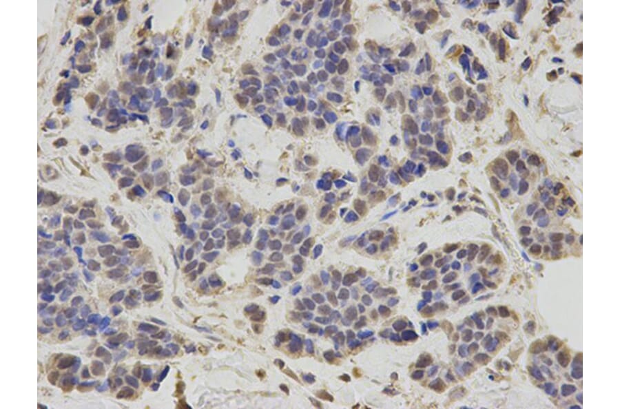 Immunohistochemistry - RNF2 Antibody from Signalway Antibody (32914) - Antibodies.com