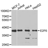 Western blot - E2F6 Antibody from Signalway Antibody (33109) - Antibodies.com