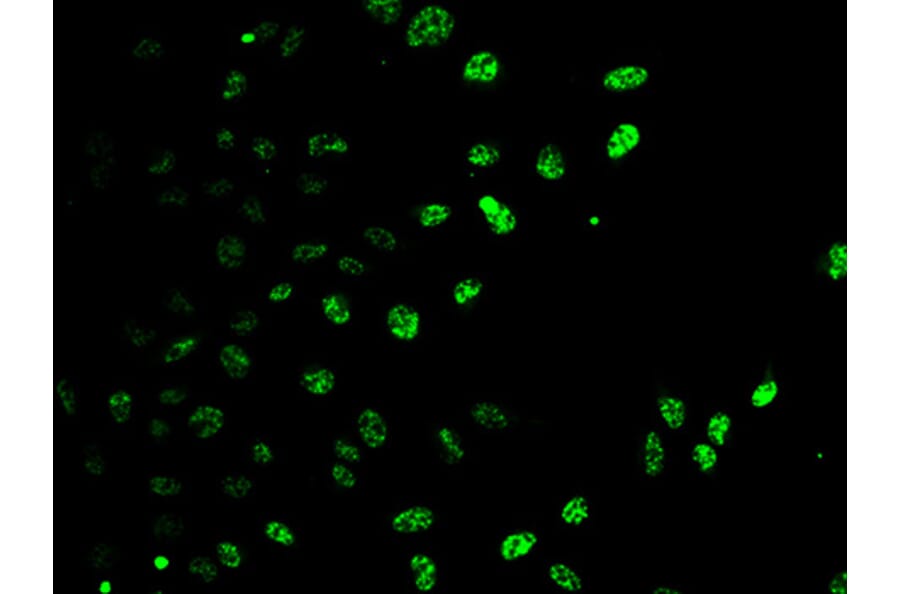 Immunofluorescence - E2F6 Antibody from Signalway Antibody (33109) - Antibodies.com