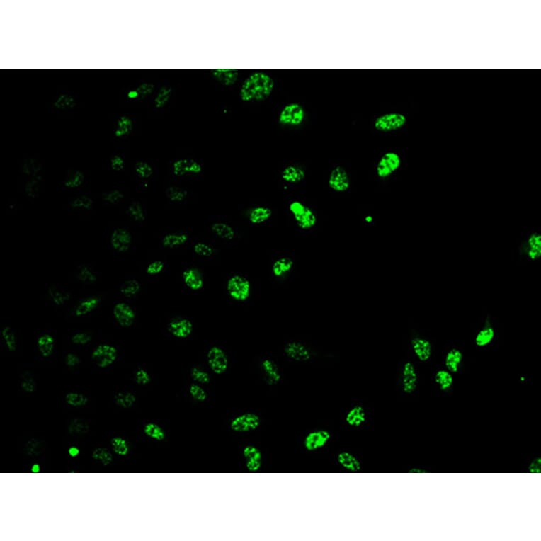 Immunofluorescence - E2F6 Antibody from Signalway Antibody (33109) - Antibodies.com