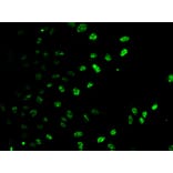 Immunofluorescence - E2F6 Antibody from Signalway Antibody (33109) - Antibodies.com