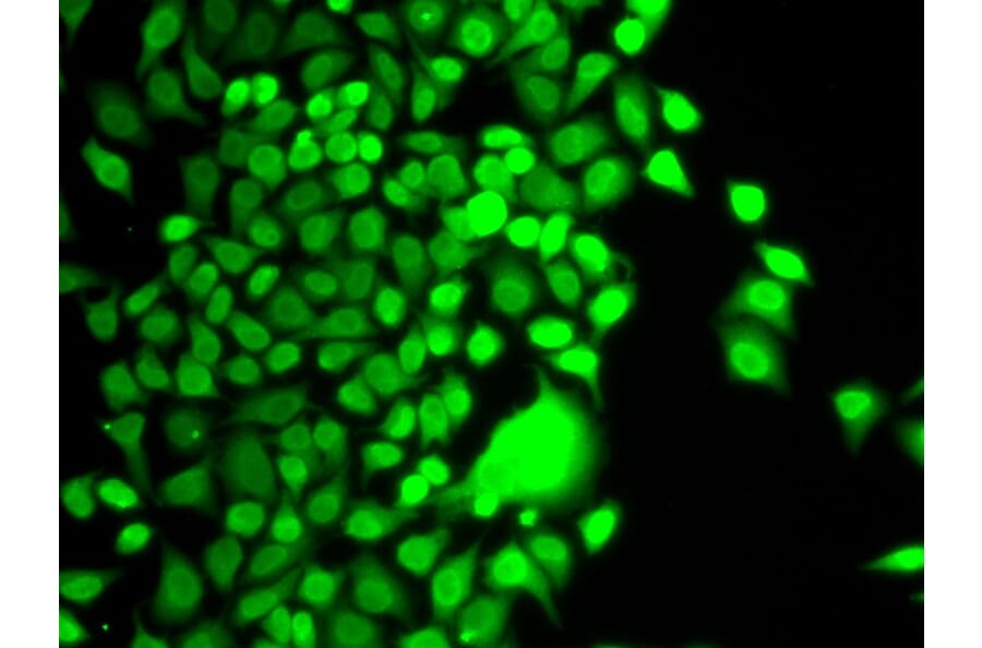 Immunofluorescence - HAT1 Antibody from Signalway Antibody (33111) - Antibodies.com
