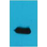 Western blot - EYFP Rabbit Polyclonal Antibody from Signalway Antibody (38078) - Antibodies.com