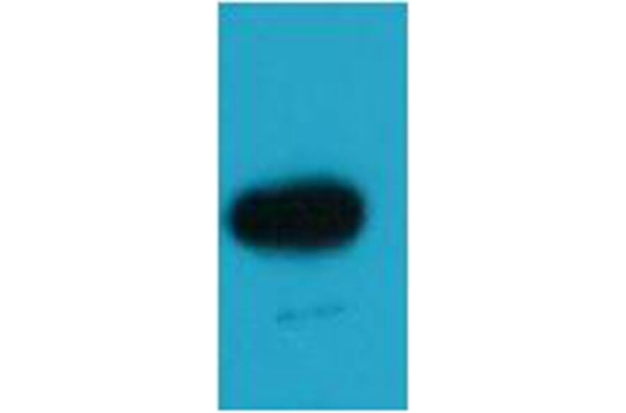 Western blot - EBFP Rabbit Polyclonal Antibody from Signalway Antibody (38087) - Antibodies.com