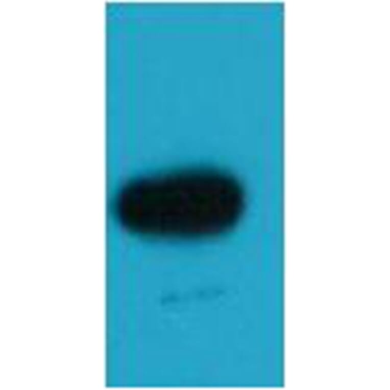 Western blot - EBFP Rabbit Polyclonal Antibody from Signalway Antibody (38087) - Antibodies.com
