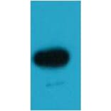 Western blot - EBFP Rabbit Polyclonal Antibody from Signalway Antibody (38087) - Antibodies.com