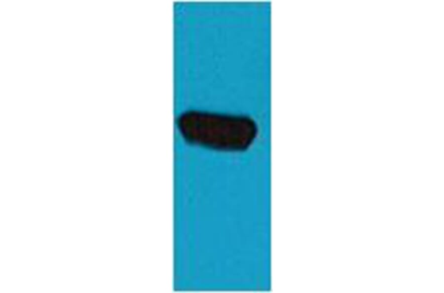 Western blot - EBFP Mouse Polyclonal Antibody from Signalway Antibody (38081) - Antibodies.com