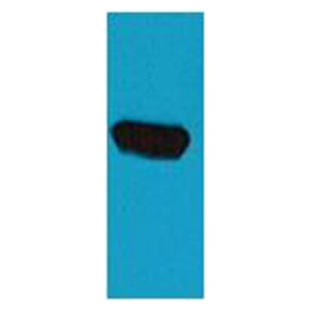 Western blot - EBFP Mouse Polyclonal Antibody from Signalway Antibody (38081) - Antibodies.com