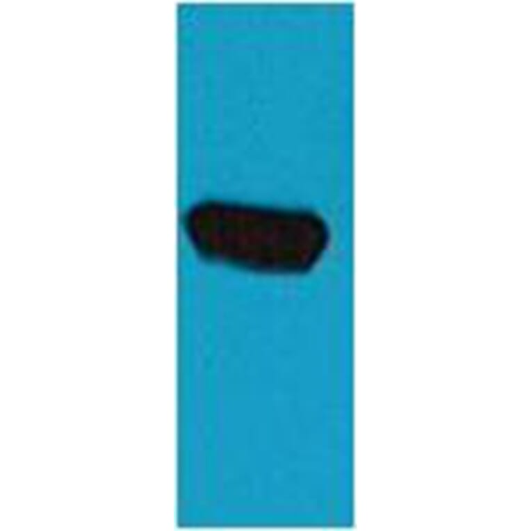 Western blot - EBFP Mouse Polyclonal Antibody from Signalway Antibody (38081) - Antibodies.com