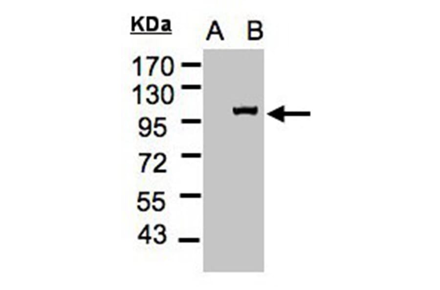 Western blot - Importin 13 antibody from Signalway Antibody (22054) - Antibodies.com