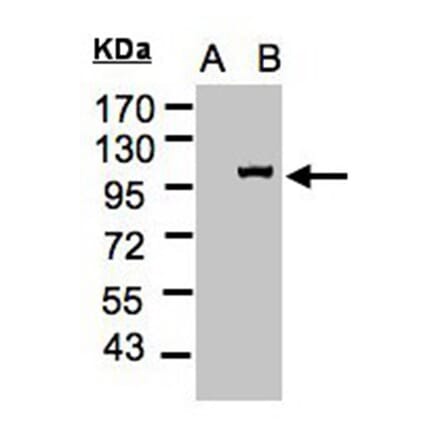 Western blot - Importin 13 antibody from Signalway Antibody (22054) - Antibodies.com