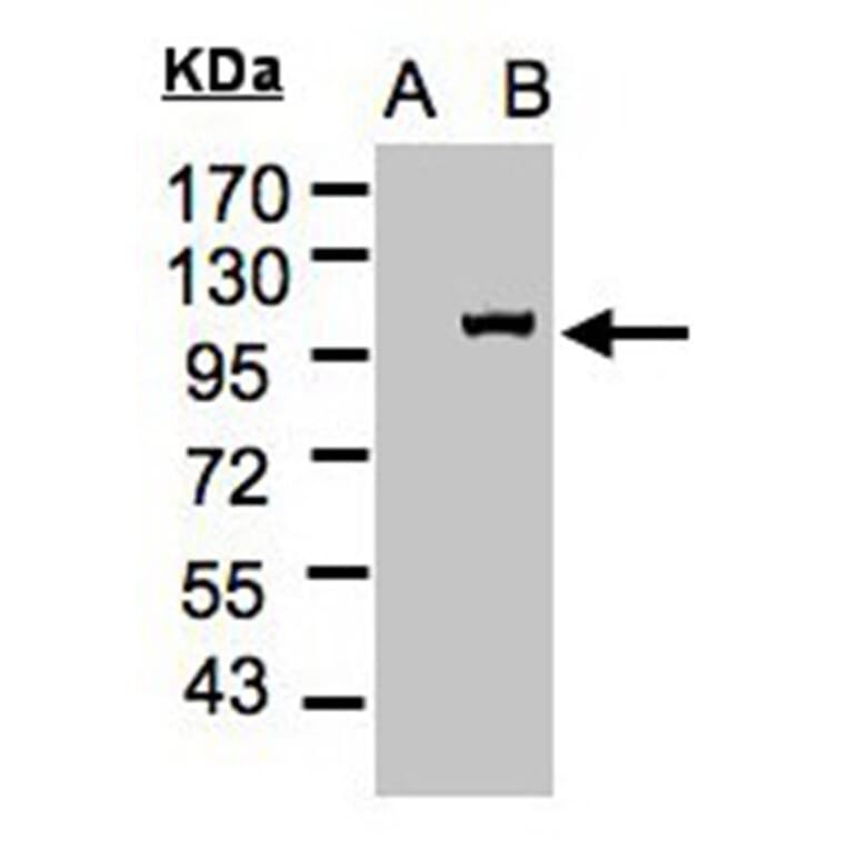 Western blot - Importin 13 antibody from Signalway Antibody (22054) - Antibodies.com