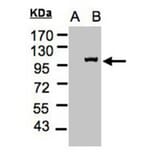 Western blot - Importin 13 antibody from Signalway Antibody (22054) - Antibodies.com