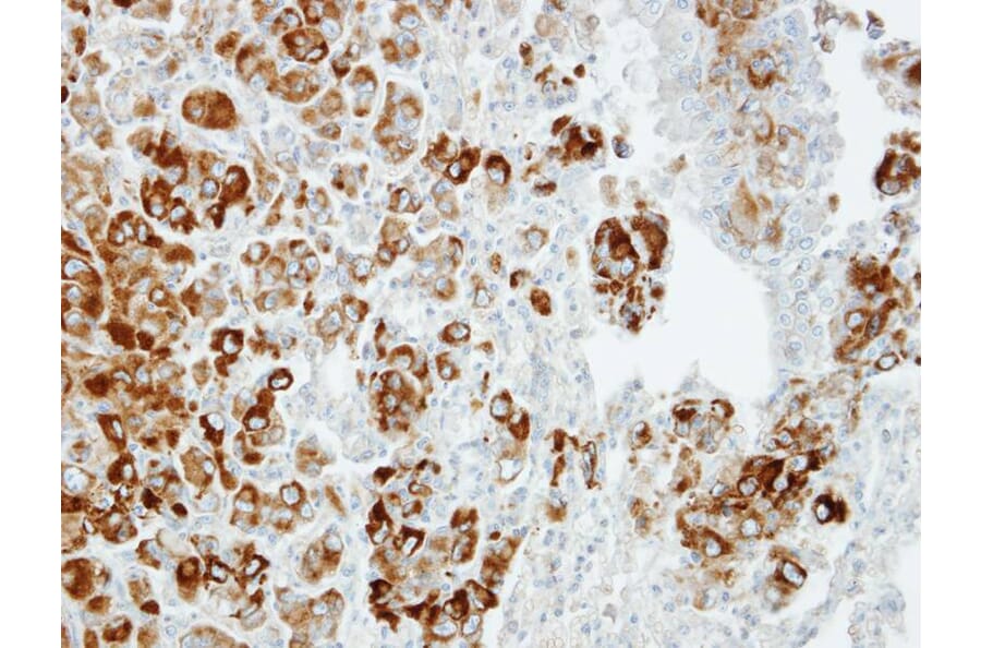 Immunohistochemistry - Importin 13 antibody from Signalway Antibody (22054) - Antibodies.com