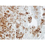 Immunohistochemistry - Importin 13 antibody from Signalway Antibody (22054) - Antibodies.com
