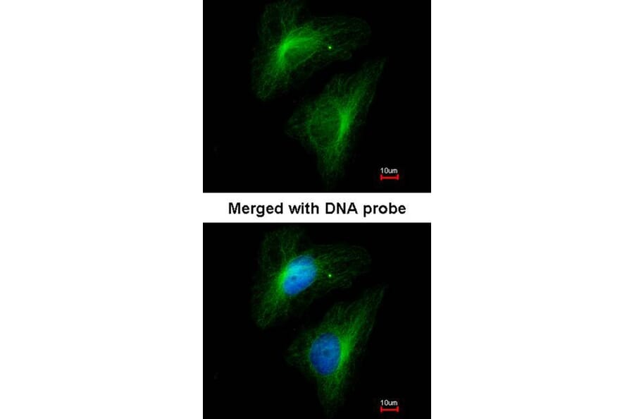 Immunofluorescence - Importin 13 antibody from Signalway Antibody (22054) - Antibodies.com