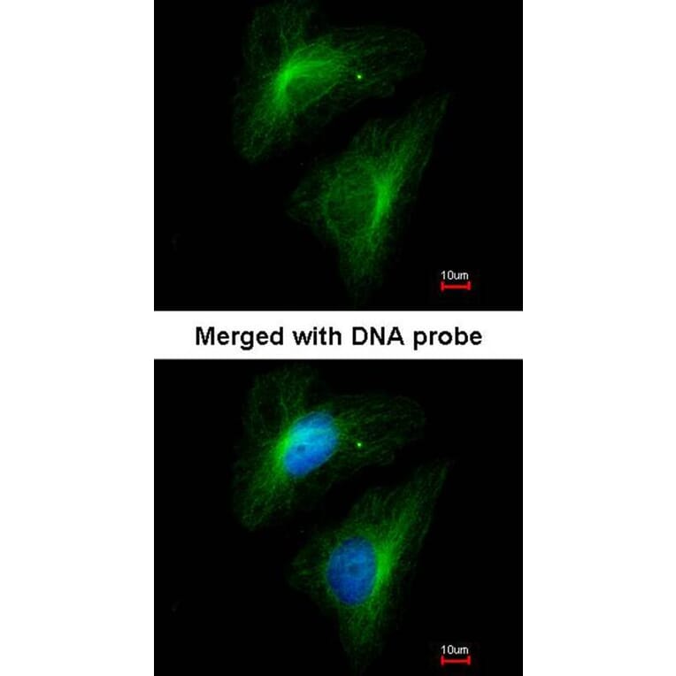 Immunofluorescence - Importin 13 antibody from Signalway Antibody (22054) - Antibodies.com