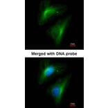 Immunofluorescence - Importin 13 antibody from Signalway Antibody (22054) - Antibodies.com
