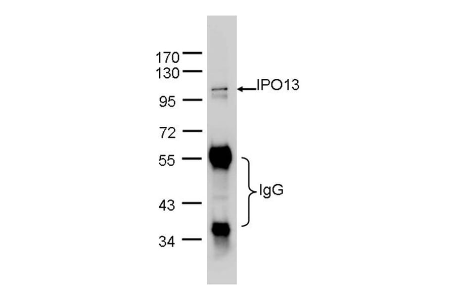 Importin 13 antibody from Signalway Antibody (22054) - Antibodies.com