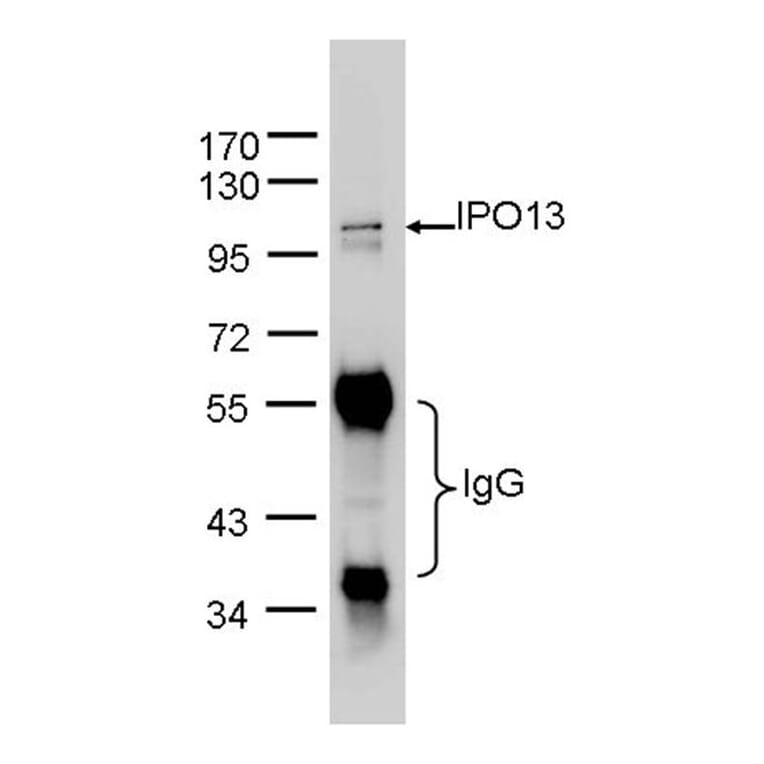 Importin 13 antibody from Signalway Antibody (22054) - Antibodies.com