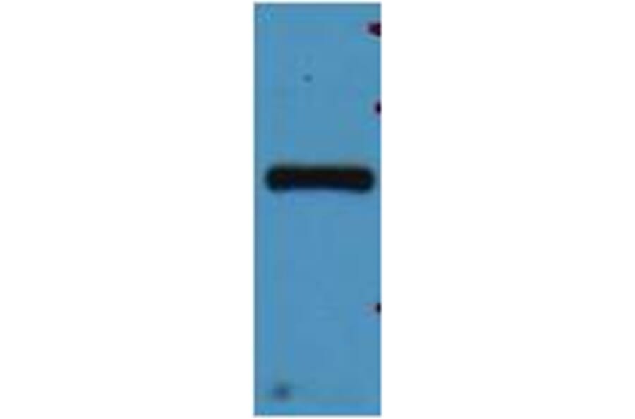 Western blot - mStrawberry Rabbit Polyclonal Antibody from Signalway Antibody (38083) - Antibodies.com