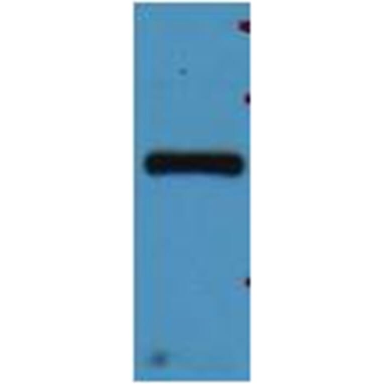 Western blot - mStrawberry Rabbit Polyclonal Antibody from Signalway Antibody (38083) - Antibodies.com