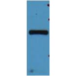 Western blot - mStrawberry Rabbit Polyclonal Antibody from Signalway Antibody (38083) - Antibodies.com