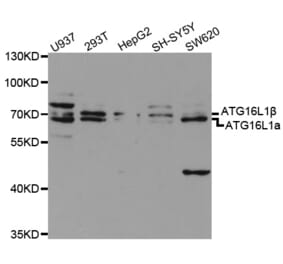Western blot - ATG16L1 Antibody from Signalway Antibody (32481) - Antibodies.com
